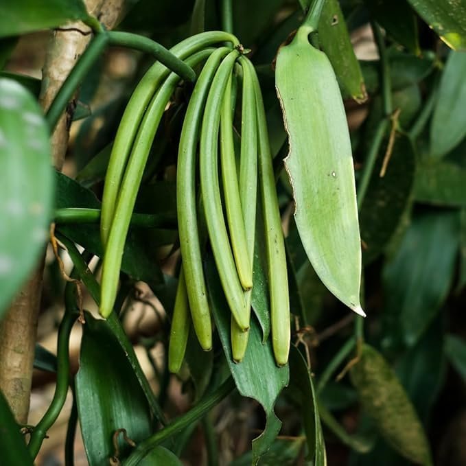 Vanilla Beans Exporter in India