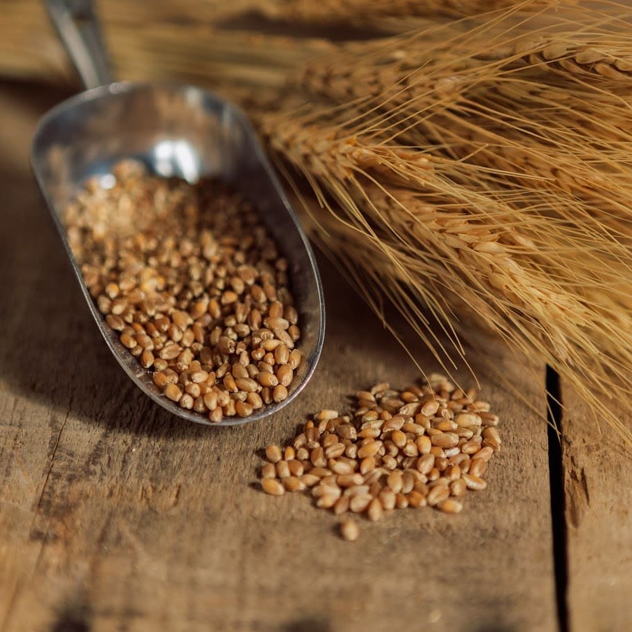 Wheat Exporter in India