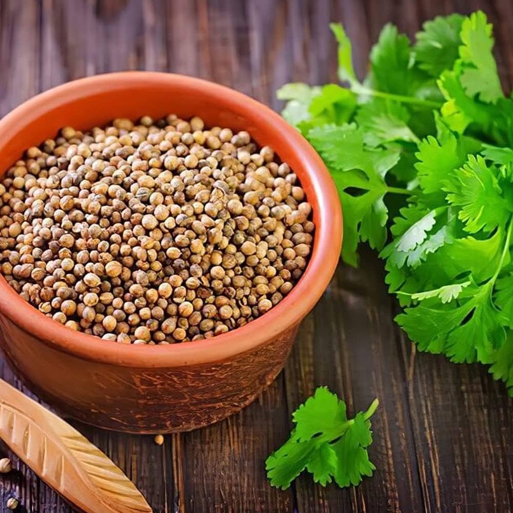 Coriander Seeds Exporter in India